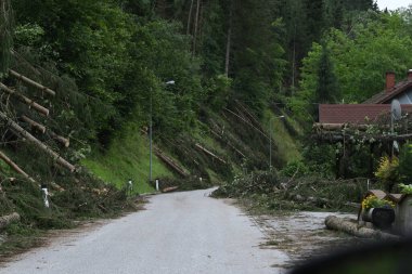 Ormandaki şiddetli bir fırtınanın ardından fırtına hasar verdi, doğal bir felaket.