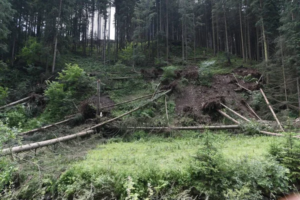 storm damages after a severe storm in a forest, a natural disaster