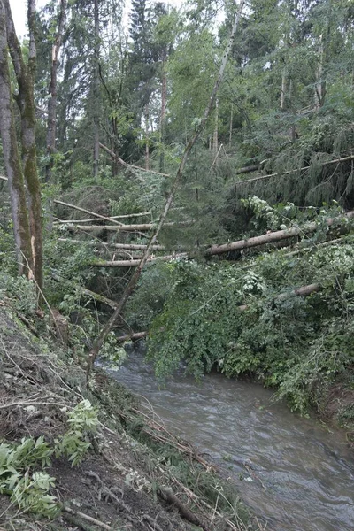 Badai Kerusakan Setelah Badai Parah Hutan Bencana Alam — Stok Foto