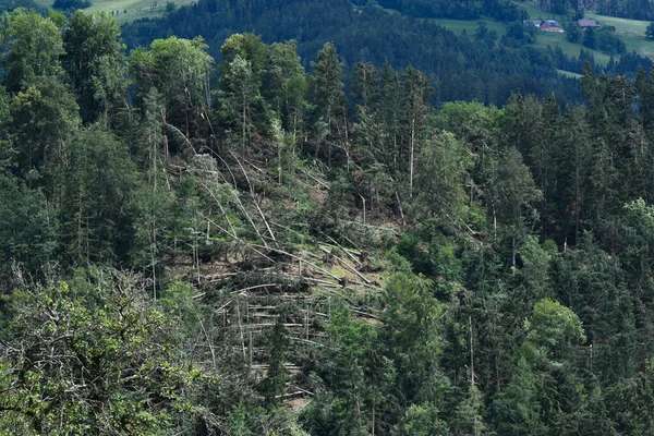 Badai Kerusakan Setelah Badai Parah Hutan Bencana Alam — Stok Foto