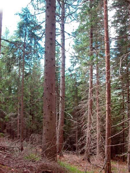 Temperate Broadleaf Mixed Forest Conifers Deciduous Trees — Stock Photo, Image