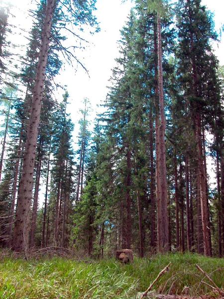 Berdaun Lebar Dan Hutan Campuran Dengan Pohon Konifer Dan Pohon — Stok Foto