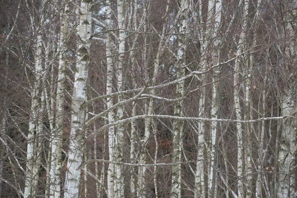 Bäume Winter Einem Wald Mit Schnee Bedeckt — Stockfoto