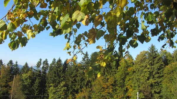Mérsékelt Lomblevelű Vegyes Erdők Tűlevelűekkel Lombhullató Fákkal — Stock Fotó