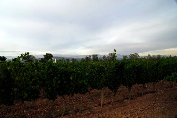 Viticultura Viticultura Región Mendoza Argentina América Del Sur —  Fotos de Stock