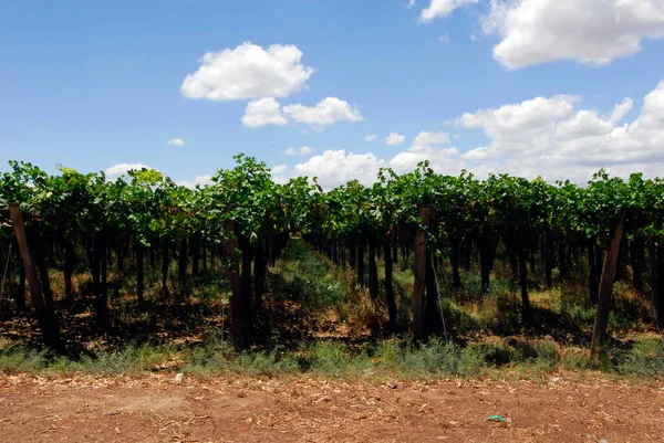 Viticultura Viticultura Região Mendoza Argentina América Sul — Fotografia de Stock