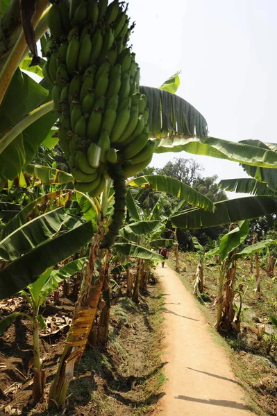 インドの緑のバナナ農園農業で栽培されている食料や植物 — ストック写真