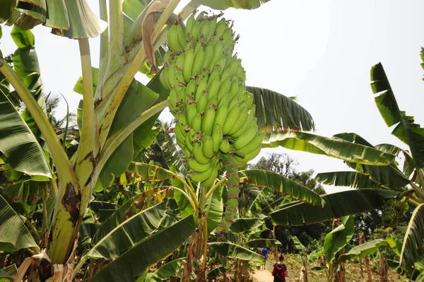 インドの緑のバナナ農園農業で栽培されている食料や植物 — ストック写真