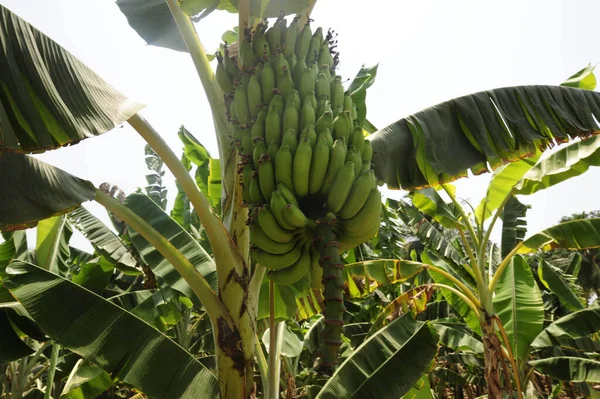 Grön Bananodling Indien Livsmedels Och Växtodling Inom Jordbruket — Stockfoto
