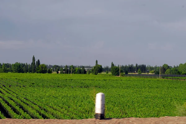 アルゼンチン 南米のメンドーサ地方でのブドウ栽培とワイン栽培 — ストック写真