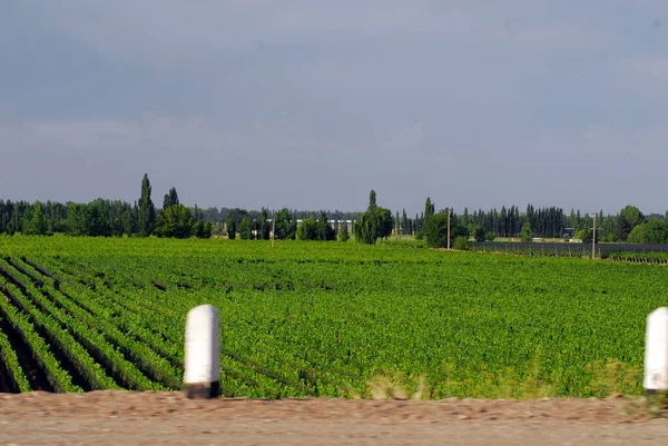 アルゼンチン 南米のメンドーサ地方でのブドウ栽培とワイン栽培 — ストック写真