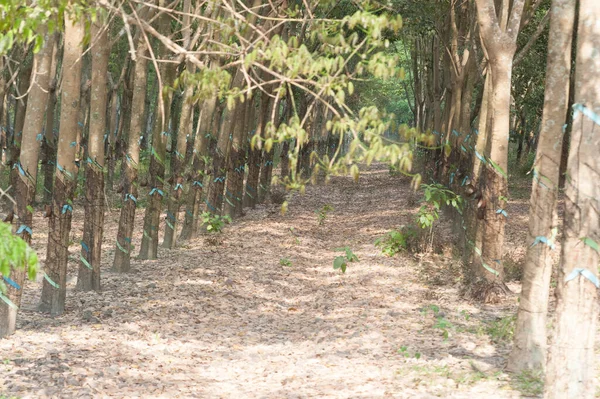 Árbol Caucho Industrial Una Plantación Caoutchouc Vietnam —  Fotos de Stock