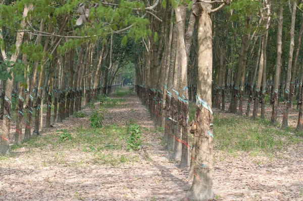 Árbol Caucho Industrial Una Plantación Caoutchouc Vietnam — Foto de Stock