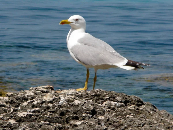 Gull Seagull Seabird Known Squawking Calls — Stock Photo, Image