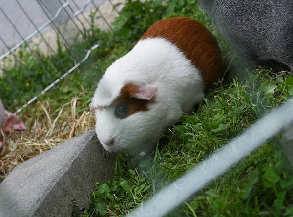 Ein Meerschweinchen Auf Gras Hinter Einem Zaun Tierhaltung — Stockfoto