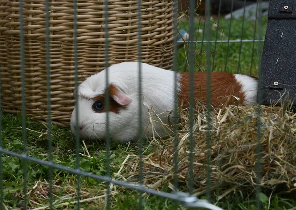 Conejillo Indias Hierba Detrás Una Cerca Cría Mascotas —  Fotos de Stock