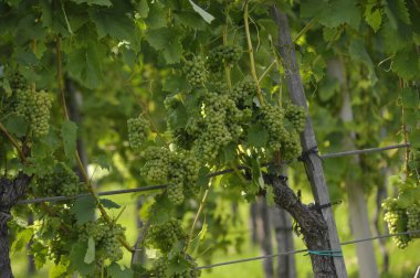 Üzüm bağından beyaz üzümler, yeşil ve tatlı bir meyve