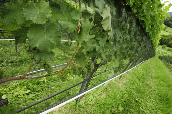 Vinha Com Vinha Com Folhas Verdes Viticultura — Fotografia de Stock