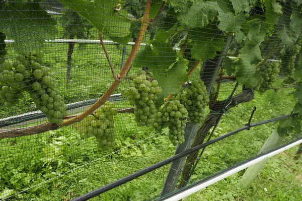 Weinberg Mit Weinreben Mit Grünen Blättern Weinbau Weinbau — Stockfoto