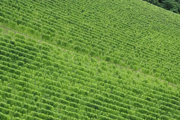 Wijngaard Met Wijnstokken Met Groene Bladeren Wijnbouw Wijnbouw — Stockfoto