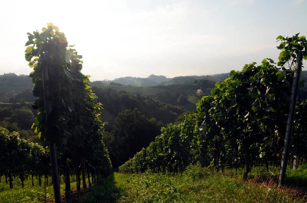 Vinha Com Vinha Com Folhas Verdes Viticultura — Fotografia de Stock