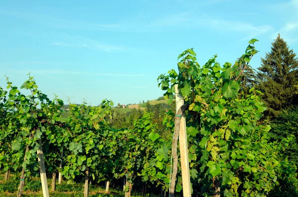 Wijngaard Met Wijnstokken Met Groene Bladeren Wijnbouw Wijnbouw — Stockfoto