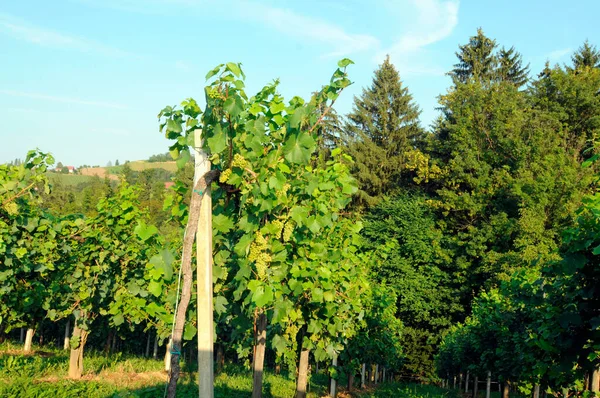 Vinha Com Vinha Com Folhas Verdes Viticultura — Fotografia de Stock