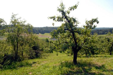 Meyve fidanında armut ağaçları, taze meyve yetiştirmek için bitki yetiştirmek.