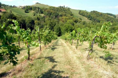 Üzüm bağları yeşil yapraklı, şarap bahçelerinde yetişiyor.