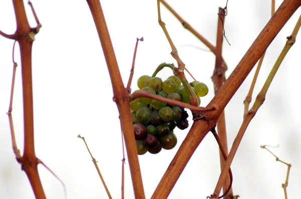 Late Vintage Wine Vineyard Autumn — Stock Photo, Image