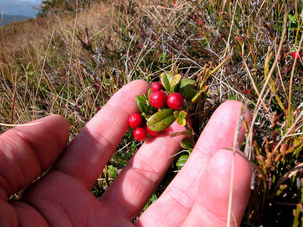 ripe cranberries on a meadow, plant and food growing in nature