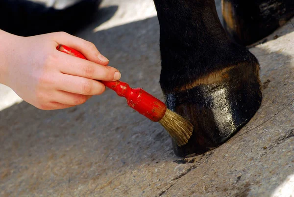 Καθαρισμός Οπλής Αλόγου Στη Φροντίδα Και Την Κτηνοτροφία — Φωτογραφία Αρχείου
