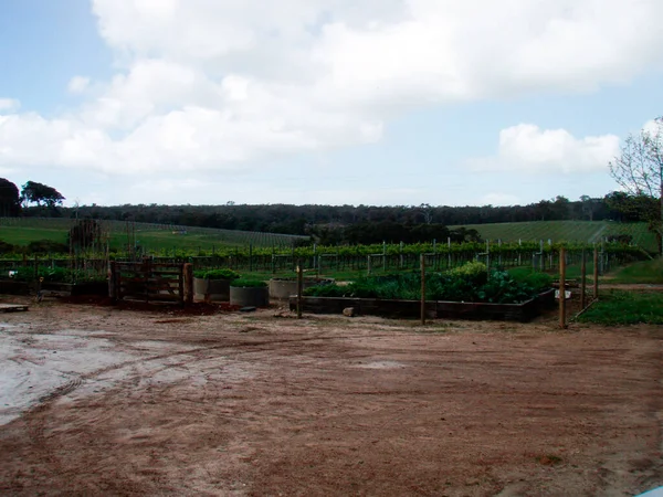 Viñedo Verano Viticultura Viticultura Australia — Foto de Stock