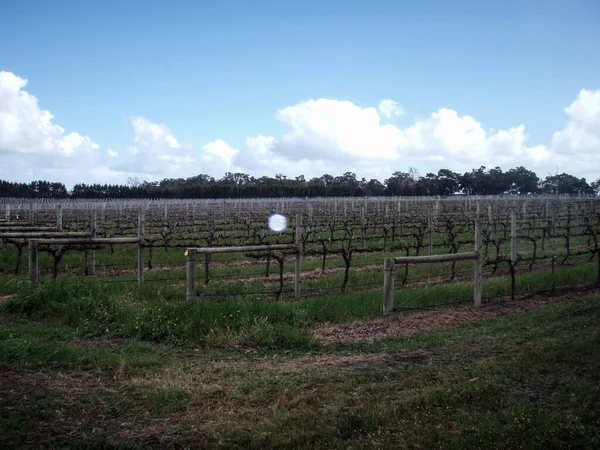 Vineyard Summer Time Winegrowing Viticulture Australia — Stock Photo, Image