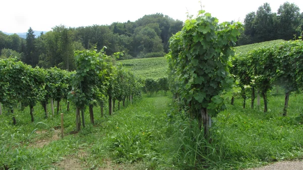 Vinha Com Vinha Com Folhas Verdes Viticultura — Fotografia de Stock