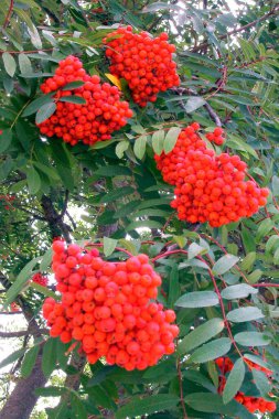Ağaçta yetişen Rowanlar, doğada büyüyen bitkiler.