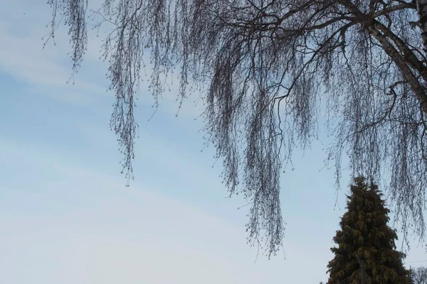 Γυμνό Δέντρο Χωρίς Φύλλα Ένα Άγονο Χειμερινό Τοπίο — Φωτογραφία Αρχείου