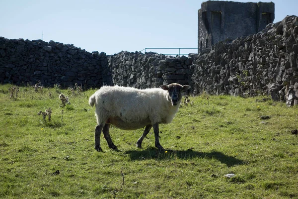 Fåruppfödning Och Uppfödning Irland Lantbruksdjur — Stockfoto