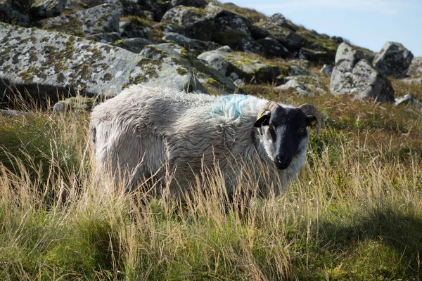 Fåruppfödning Och Uppfödning Irland Lantbruksdjur — Stockfoto