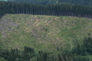 Ormanda odun kesme, doğada ağaç kesme.