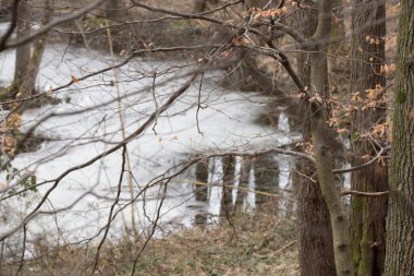 Kış mevsiminde karla kaplı ağaçlar