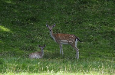 Bir geyik doğrudan kameraya, hayvanlara ve doğaya bakıyor.