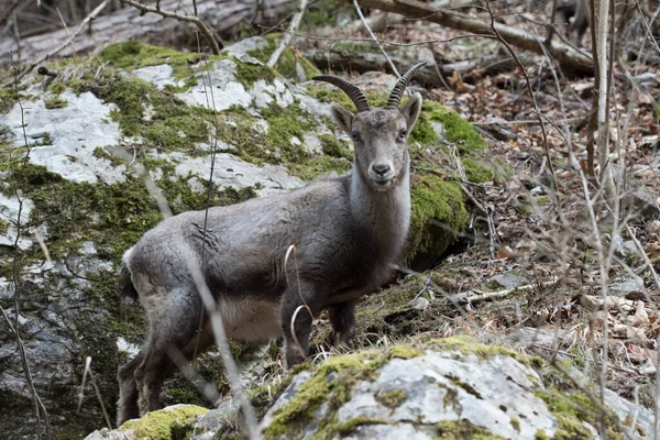 Íbice Alpino Steinbock Una Cabra Salvaje Naturaleza — Foto de Stock