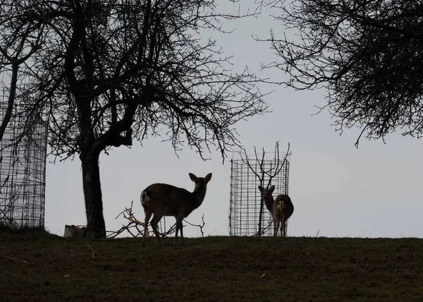 Deer Looking Directly Camera Animals Nature — Stock Photo, Image