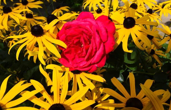 Floração Rosas Sem Espinhos Usada Como Planta Ornamental — Fotografia de Stock