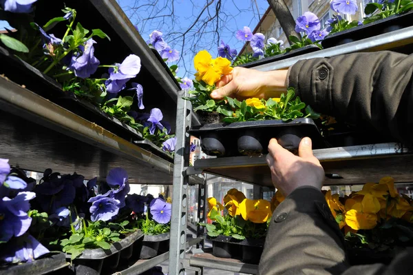 Violettes Jaunes Culottes Vendre Sur Marché Aux Fleurs — Photo