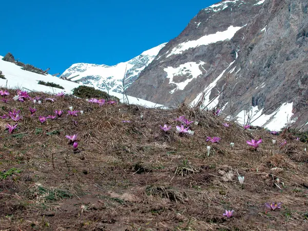 Crocuses Growing Alpine Pasture Snowy Mountains Back — Stock Photo, Image