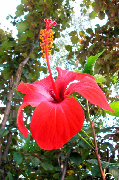 Flor Oleandro Com Flor Vermelha Jardim Planta Crescente — Fotografia de Stock