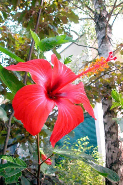 Oléandre Fleur Avec Fleur Rouge Dans Jardin Culture Plantes — Photo