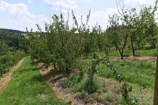 Plantación Plantas Una Plantación Albaricoque Día Soleado Verano — Foto de Stock